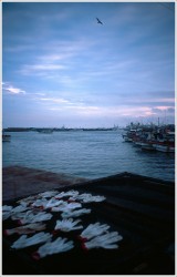 dailyPhoto26